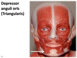 depressor anguli oris muscle